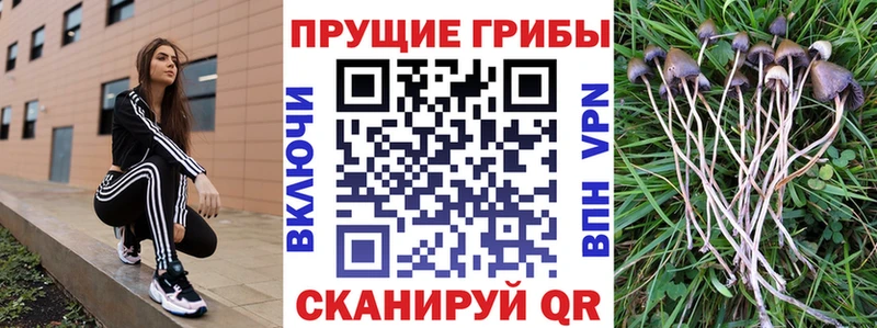 hydra зеркало  Артём  Галлюциногенные грибы MAGIC MUSHROOMS 